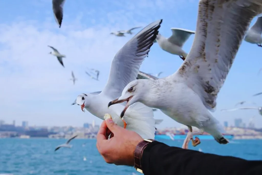 Seagulls eating bagels in Istanbul.